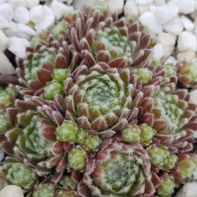 Молодило МОРКЕРС МЕРИТ в Молодечно