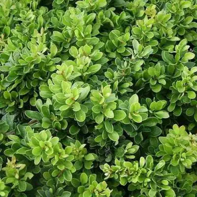 Барбарис КОБОЛЬД тунберга в Молодечно