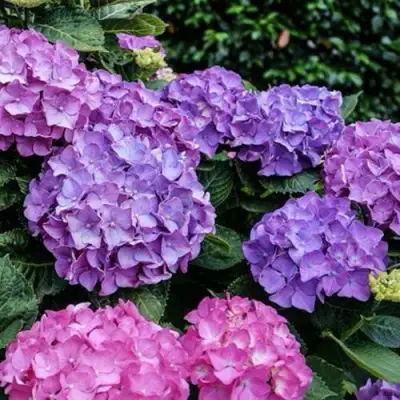 Гортензия ГАМБУРГ крупнолистная в Молодечно