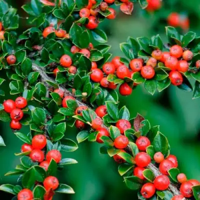 Кизильник горизонтальный в Молодечно