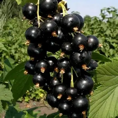Смородина чёрная ВИНОГРАДНАЯ в Молодечно