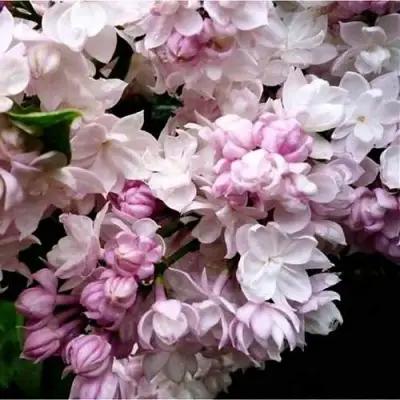 Сирень КРАСАВИЦА МОСКВЫ в Молодечно