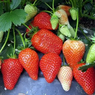 Клубника РОКСАНА в Молодечно