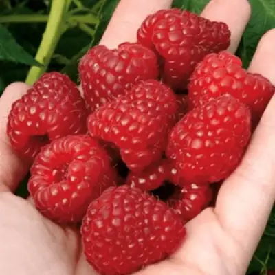 Малина РУБИФОЛ в Молодечно