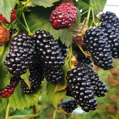 Ежевика НАТЧЕЗ бесшипная  в Молодечно