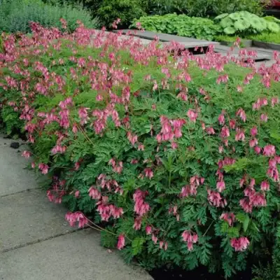 Дицентра изящная в Молодечно