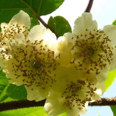 Актинидия АТЛАС (МУЖСКОЙ) киви в Молодечно