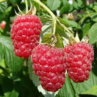 Малиновое дерево ТАРУСА в Молодечно