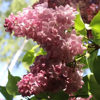 Сирень МЕДОВЫЙ СПАС в Молодечно