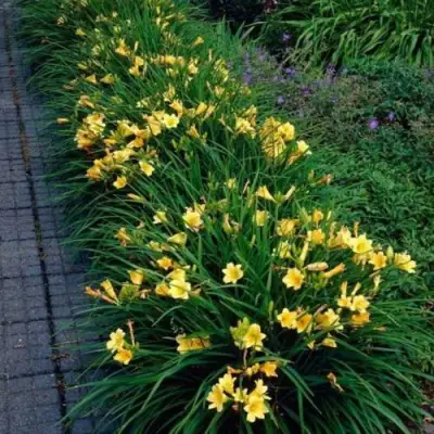 Лилейник СТЕЛЛА ДЕ ОРО гибридный в Молодечно