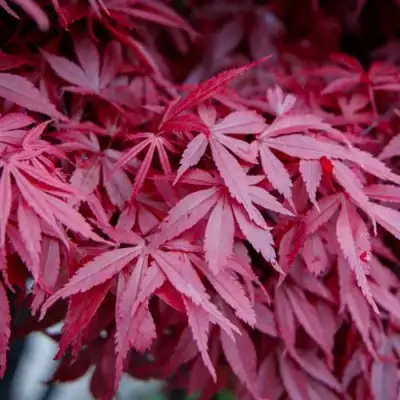 Клен дланевидный АТРОПУРПУРЕУМ в Молодечно