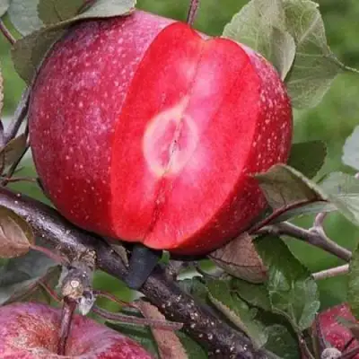 Яблоня РЕД КЕТТИ в Молодечно