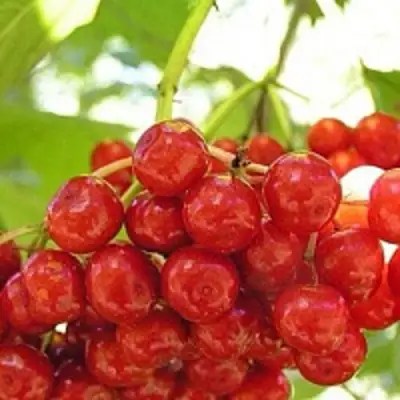 Калина КИЕВСКАЯ САДОВАЯ в Молодечно