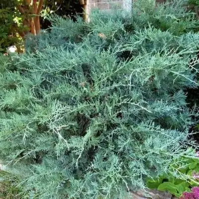 Можжевельник ГРЕЙ ОУЛ виргинский  в Молодечно