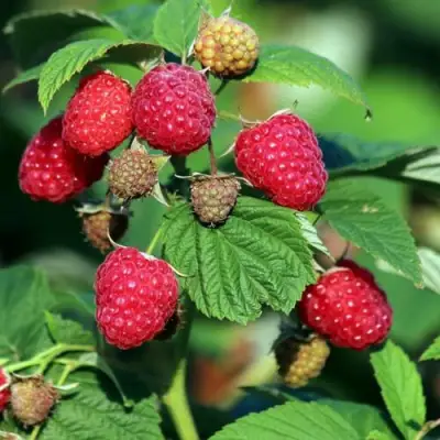 Малиновое дерево СКАЗКА в Молодечно