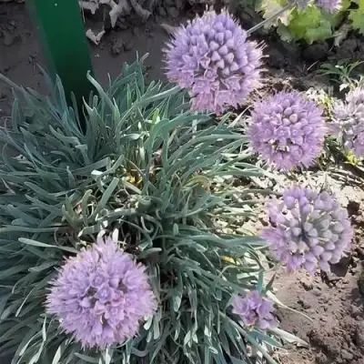 Лук СПИРАЛИС горный в Молодечно