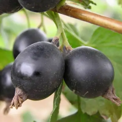 ЙОШТА в Молодечно