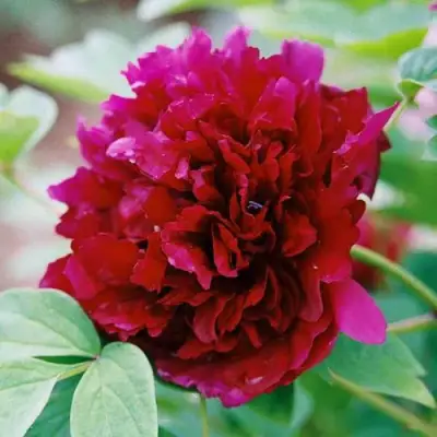 Пион ГАЛАКТИКА травянистый в Молодечно