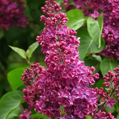 Сирень ЗНАМЯ ЛЕНИНА в Молодечно