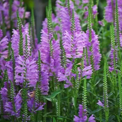 Физостегия РОЗЕЯ виргинская в Молодечно