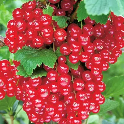 Смородина красная РУДНЕУС в Молодечно