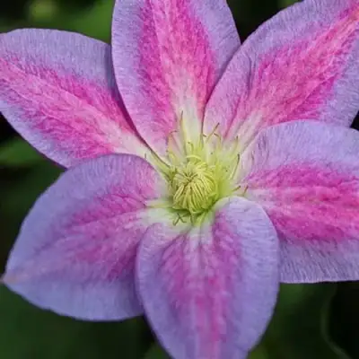 Клематис ЧЕЙНДЖ ОФ ХАРТ в Молодечно