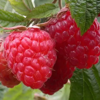 Малина ПИНГВИН в Молодечно