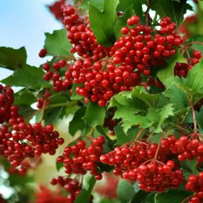 Калина ТАЕЖНЫЕ РУБИНЫ в Молодечно