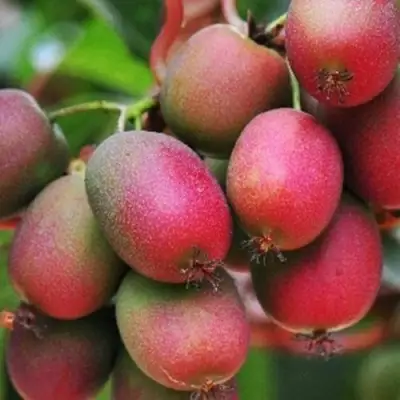 Актинидия ВЕЙКИ аргута в Молодечно