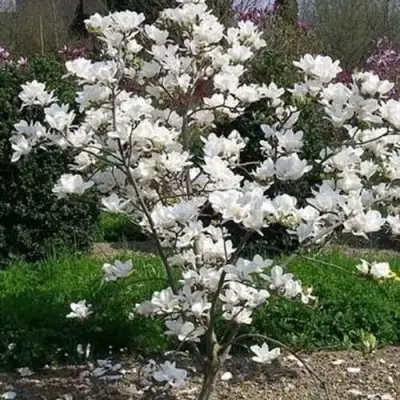 Магнолия АЛЬБА СУПЕРБА в Молодечно