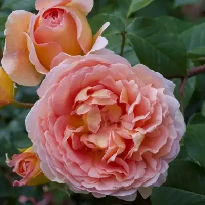 Роза АБРАХАМ ДЕРБИ английская в Молодечно