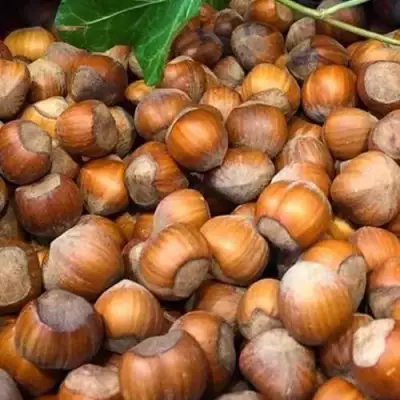 Фундук ТОНДА ДЖИФФОНИ в Молодечно