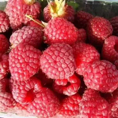 Малина ПОЛЕСЬЕ в Молодечно