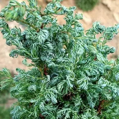 Кипарисовик БЕБИ БЛЮ горохоплодный в Молодечно