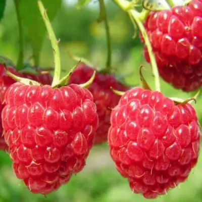 Малина ПИНГВИН в Молодечно