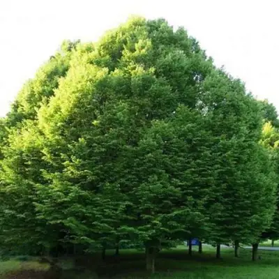 Граб японский в Молодечно