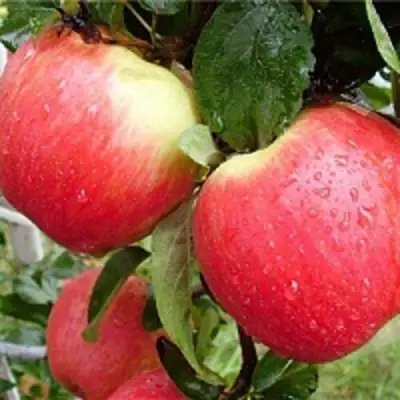 Яблоня ЖЕНЕВА (ЖЕНЕВА ЭРЛИ) в Молодечно