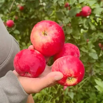 Яблоня АКСЕНА в Молодечно