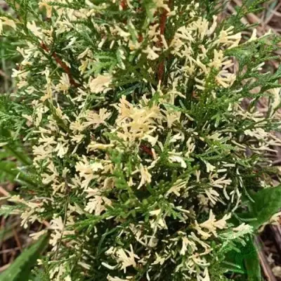 Туя БРАБАНТ ВАРИЕГАТТА западная в Молодечно