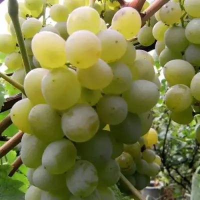Виноград ТАЛИСМАН в Молодечно