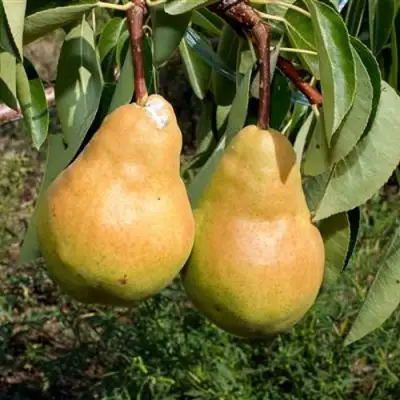 Груша ДЮШЕС ЛЕТНИЙ в Молодечно