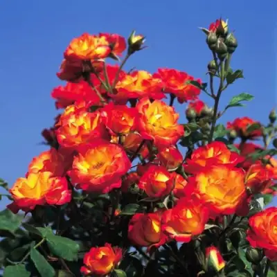 Роза ТАЙФУН спрей в Молодечно