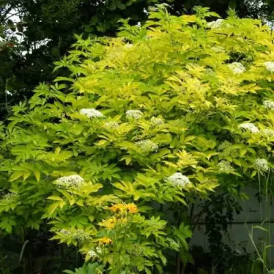 Бузина черная АУРЕА в Молодечно