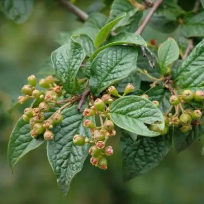 Кизильник пузырчатый в Молодечно