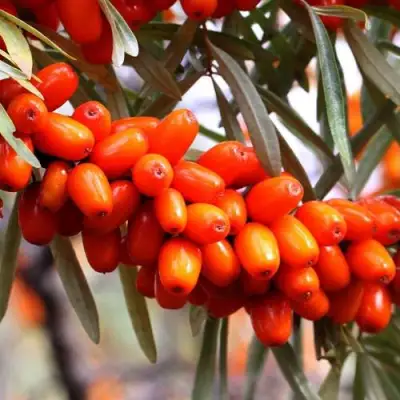 Облепиха ДЖЕМОВАЯ в Молодечно