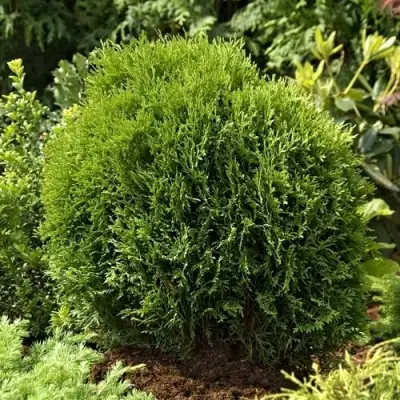 Туя ТИНИ ТИМ западная в Молодечно