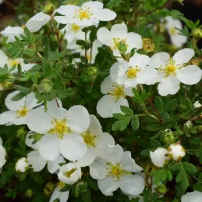 Лапчатка АББОТСВУД кустарниковая в Молодечно