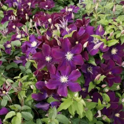 Клематис ГЕРОИ ВАРШАВЫ в Молодечно