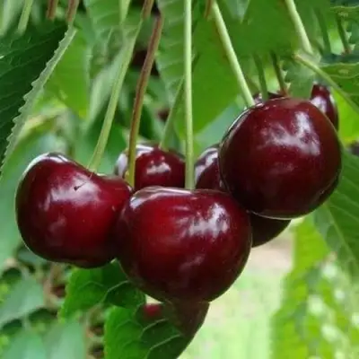 Вишня ЖАДАНА в Молодечно