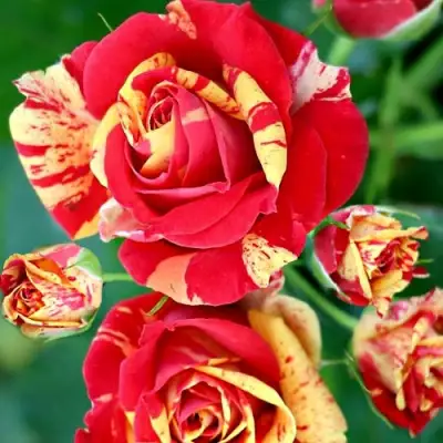 Роза ФАЙЕР ФЛЕШ спрей в Молодечно